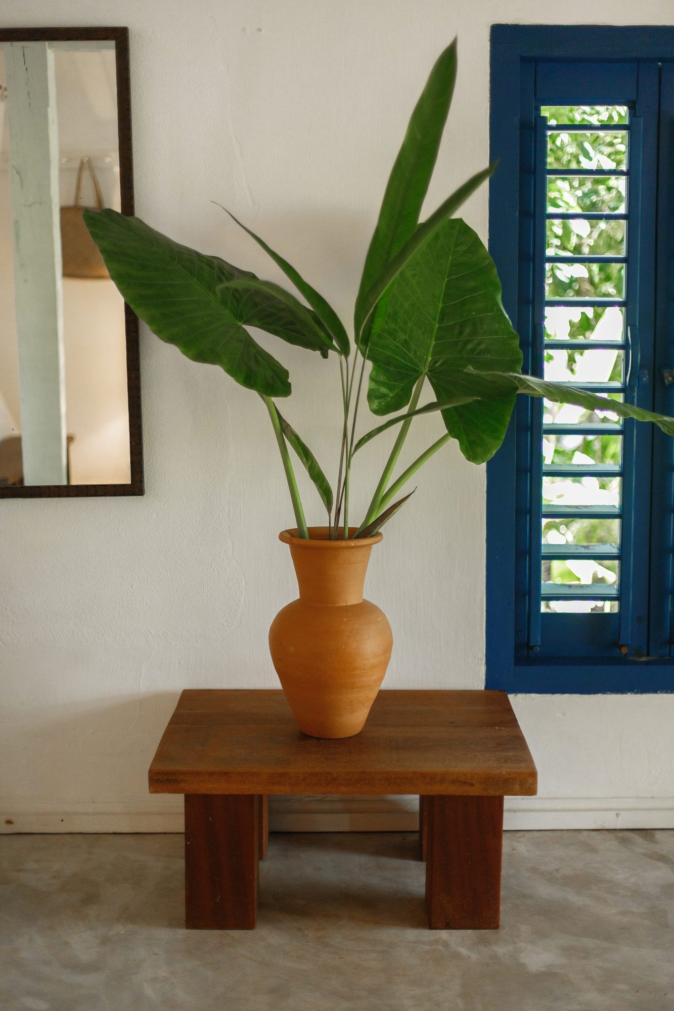 Planta e janela azul