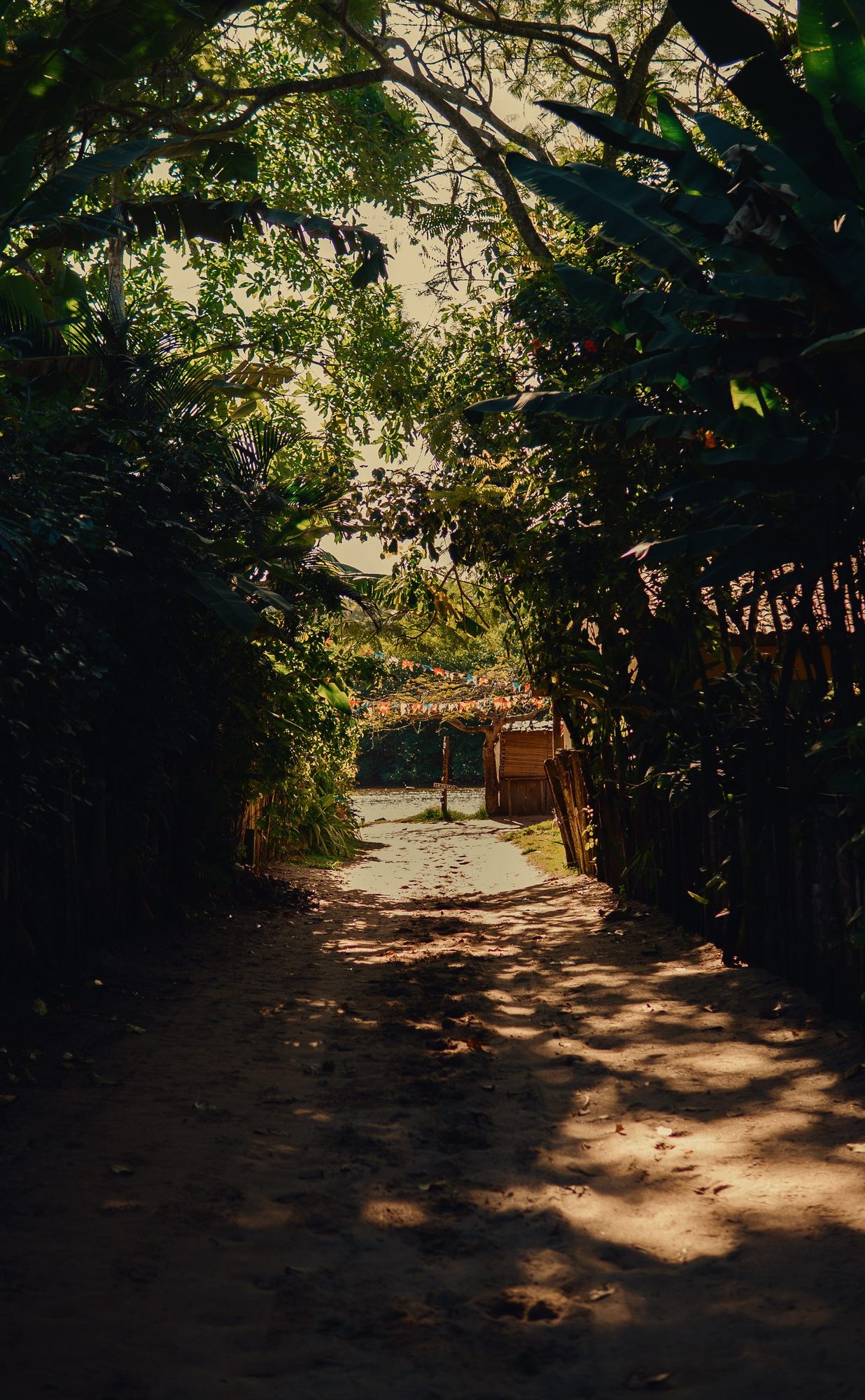 Caminho na vegetação
