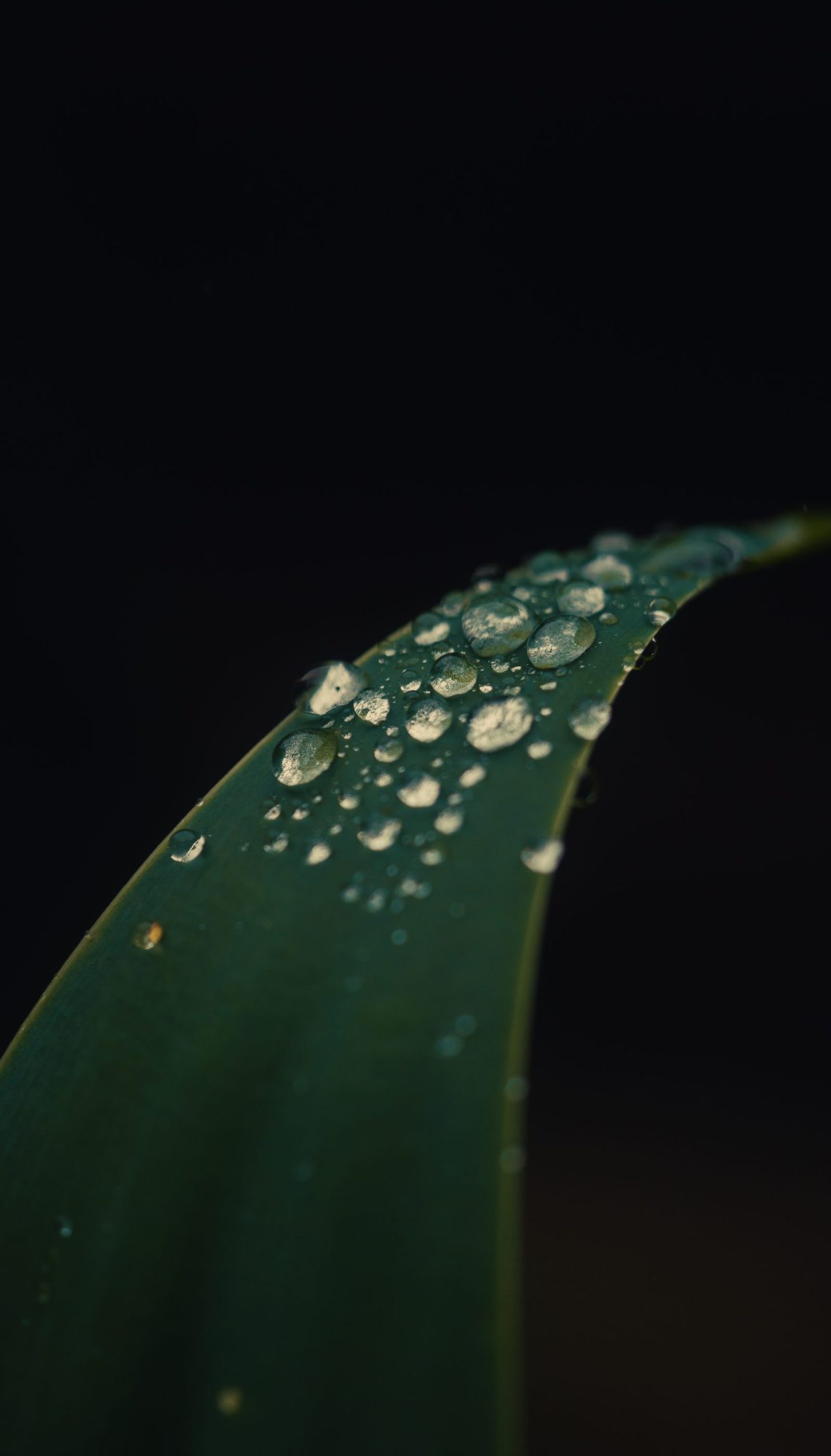 Gotas na folha